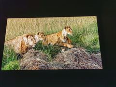 -罗红摄影艺术馆