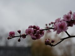 -梅花山(明孝陵内)