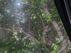 -张醪糟