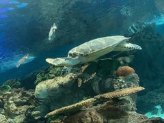 -上海海洋水族馆