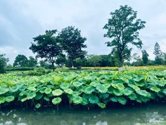 -良渚古城遗址公园