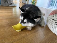 -Husky Go! 哈士奇体验馆·宠物咖啡厅狗咖