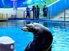 -北戴河圣蓝海洋公园