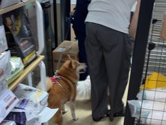 -瑞派天使宠物医院·神经外科·骨科·核磁CT(洛川中路店)