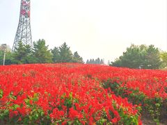 -羊亭河湿地公园