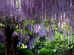 -嘉定紫藤园