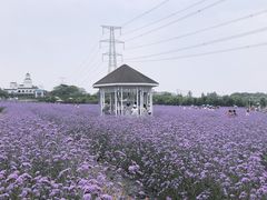 -紫颐香薰山谷景区