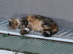 -煲珠公·老红糖珍珠奶茶(长宁龙之梦店)