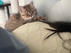 -汪喵宠物医院·骨科心脏影像·犬猫急重症ICU诊疗中心(成华分院)