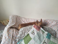 -宠颐生动物医院·心脏科·保险定点(锦阳分院)