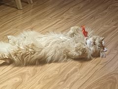 -MOCHA明星猫咖(田子坊店)