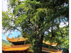 -普陀山风景名胜区-法雨禅寺