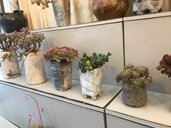 多肉-金陵花卉交易市场