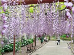 -嘉定紫藤园