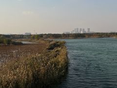 -贡湖湾湿地公园