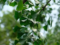 -上海佘山国家森林公园天马山园