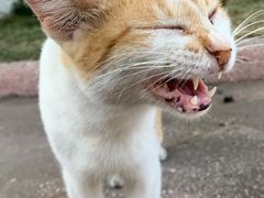 -圣佩德罗堡
