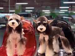 -FAELING PETS美天灵宠物(合生汇店)