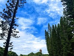 -深圳仙湖植物园-停车场