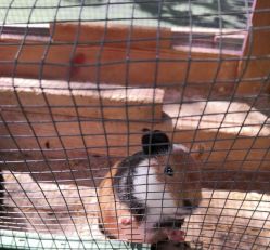 -萌宠亲子动物乐园(槐房万达店)