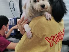 -安安宠物医院(情缘分院)