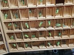 -中环花鸟鱼虫市场