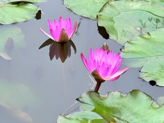 -东莞植物园