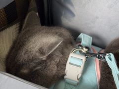 -美联众合动物医院·24h京西诊疗中心