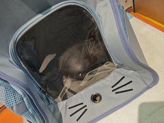 -纳吉亚猫专科动物医院·北北分院