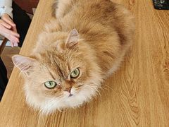 -Let's go狗咖·猫咖·奶狗·桌游(春熙路IFS店)