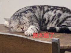 -猫友咖啡店(玉林西路店)