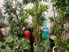 -双季花艺园艺市场(浦东店)