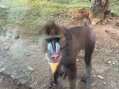 -麦当劳(长江西路得来速店)