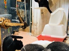 -猫咪博物馆(顶澳仔猫街店)