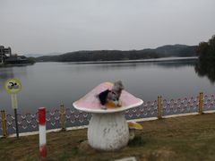 -大塘金香草谷