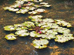 -云溪植物园