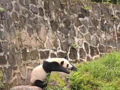 -都江堰中华大熊猫苑