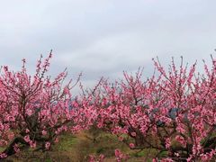 -桑洲油菜花景区