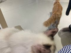 -藏猫猫咖啡主题馆(中央大道店)