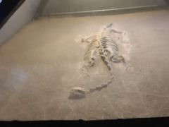 -世界恐龙谷景区