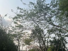-四海公园(南山区)