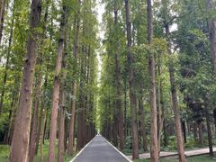-东平国家森林公园