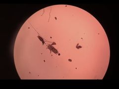 -瑞派·关忠动物医院·异宠专科·犬猫肿瘤·皮肤专科(望京店)