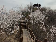-大岭沟猕猴桃谷风景区