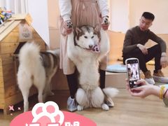 -Husky Go! 哈士奇体验馆·宠物咖啡厅狗咖