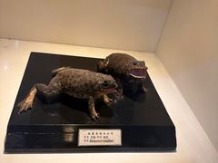 -国家自然博物馆