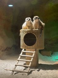 -酷嗒动物文化乐园(cutezoo西溪乐天城店)