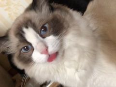 -糯米喵星人总部直营旗舰店·猫舍·幼猫出售
