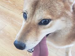 -柴犬高等学院·狗咖·柴犬售卖·宠物训练