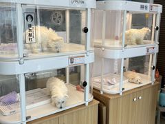 -翊宠yipet猫狗购宠庄园犬舍•猫舍